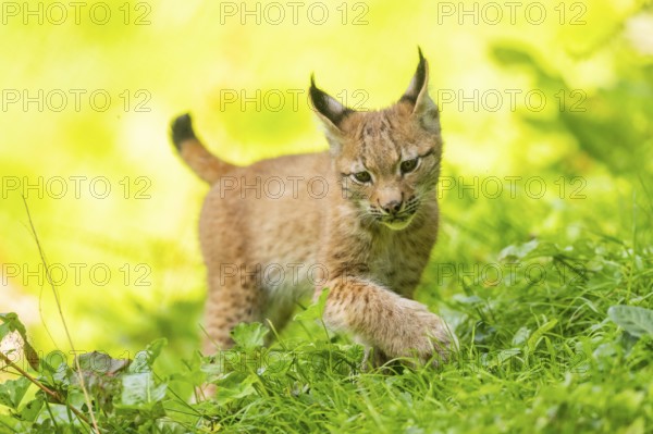 Eurasian lynx (Lynx lynx) youngster on a meadow, Bavaria, Germany, Europe