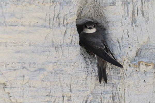 Sand martin (Riparia riparia), Emsland, Lower Saxony, Germany, Europe