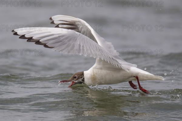 Black-headed gull (Chroicocephalus ridibundus) in summer plumage, flying over the surf, looking for small fish, near Hvide Sande, Ringkøbing Fjord, North Sea, Denmark, Europe