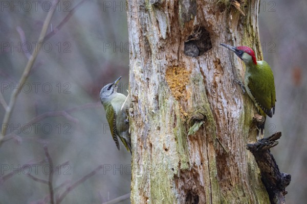 Grey-headed Woodpecker (Picus canus) wbl and Green Woodpecker (Picus viridis) ml Germany