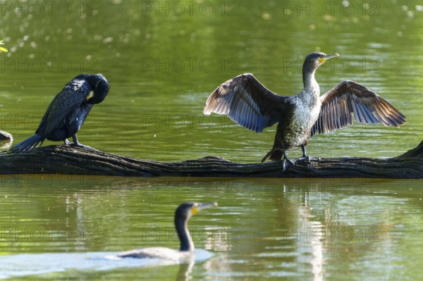 Two cormorants on a tree trunk by the water, one preens itself, the other spreads its wings, Cormorant, (Phalacrocorax carbo), wildlife, France, Europe