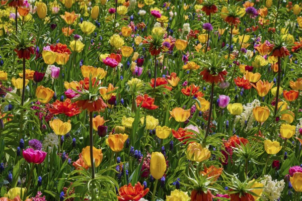 Vibrant flower field with a variety of colourful tulips and other spring flowers, Keukenhof, Lisse, province of South Holland, Netherlands
