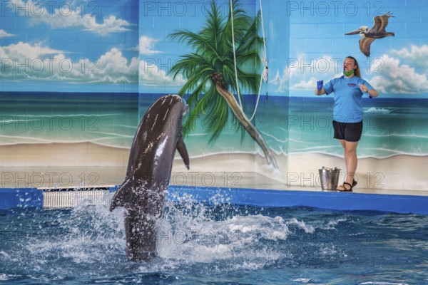 Trainers working with Dolphins during show at Ocean Adventures Marine Park in Gulfport, Mississippi