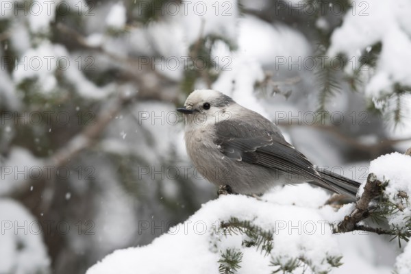 Tit Jay (Perisoreus canadensis) in winter during snowfall in a tree, also known in America as Canada Jay or Whiskey Jack, typical, characteristic bird of the coniferous forests of North America, belongs like all jays to the raven family, with its atypically short beak more reminiscent of a titmouse, nature in Yellowstone NP, Wyoming, North America, United States of America, USA, North America