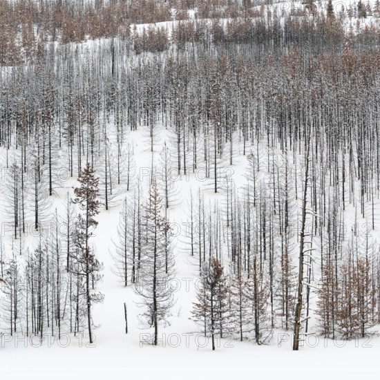 Deadwood... Forest dieback in Yellowstone National Park after fierce forest fires, forest fire, USA, view over a vast, largely dead forest, coniferous forest in winter with snow, snow, United States of America, nature in Yellowstone NP, Wyoming, North America