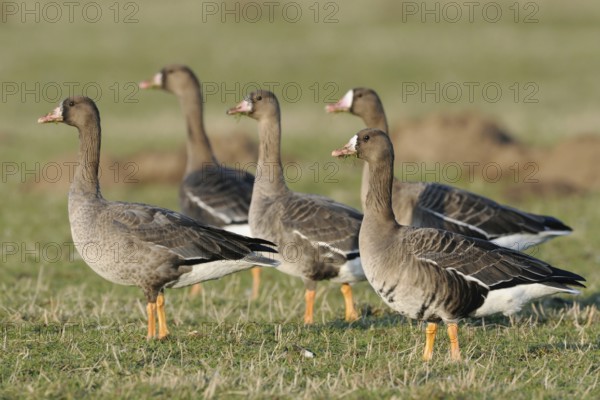 Tense... Greater White-fronted Geese (Anser albifrons), wild geese, small flock in a Hab' Acht position with potential danger, shortly in front of flying up, Bislicher Insel, Wesel district, Lower Rhine, North Rhine-Westphalia, Germany, Western Europe, Europe