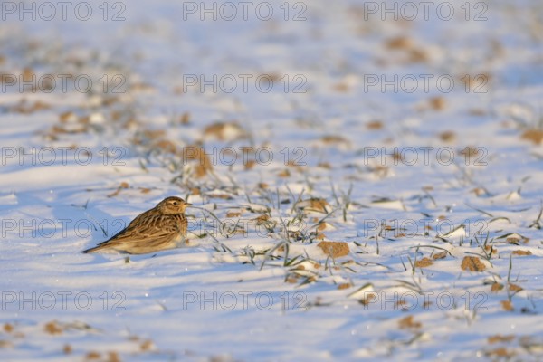Skylark (Alauda arvensis) in winter, sitting, resting in the early morning light on a field in the snow, late winter in March, spring, rare weather situation on the Lower Rhine, local nature, Meerbusch, Rhineland, North Rhine-Westphalia, Germany, Western Europe, Europe