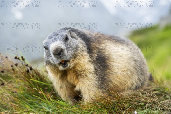 Alpine marmot (Marmota marmota) in autumn, Grossglockner, High Tauern National Park, Austria, Europe