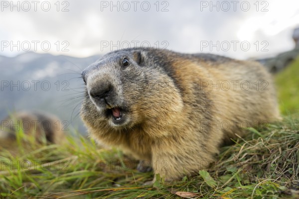 Alpine marmot (Marmota marmota) in autumn, Grossglockner, High Tauern National Park, Austria, Europe