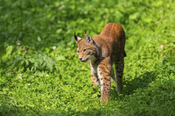 Eurasian lynx (Lynx lynx) on a meadow, Austria, Europe