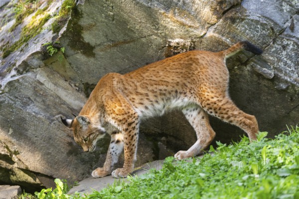 Eurasian lynx (Lynx lynx) under a huge rock, Austria, Europe