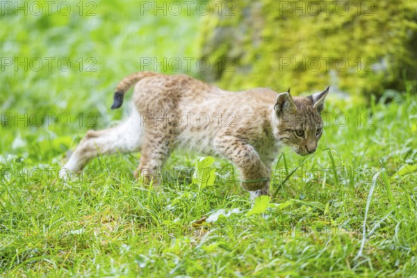 Eurasian lynx (Lynx lynx) youngster on a meadow, Bavaria, Germany, Europe