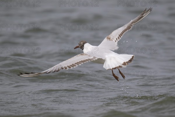 One-year-old Black-headed Black-headed Gull (Chroicocephalus ridibundus) in summer plumage, in flight above the sea surface, looking for small fish, near Hvide Sande, Ringkøbing Fjord, North Sea, Denmark, Europe