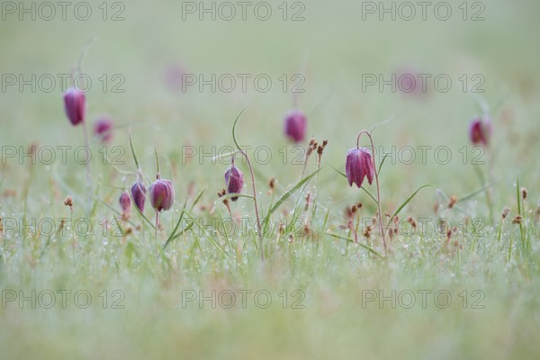 Delicate chessboard flower or lapwing (Fritillaria meleagris), with dew in a meadow at dawn, delicate and humid atmosphere, spring, Jossa, Sinntal, Spessart, Hesse, Germany, Europe