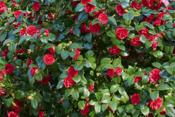 Dense camellia plant with numerous red flowers and green leaves, Keukenhof, Lisse, province of South Holland, Netherlands