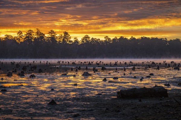 Stumps protrude from low water in Geiger Lake at sunrise in Paul B. Johnson State Park near Hattiesburg, Mississippi, USA, North America