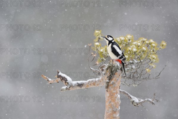 In the snow flurries... Great spotted woodpecker (Dendrocopos major), female sitting on the top of a pine tree during snowfall in winter, looking out, wildlife, nature in southern Sweden, Sweden, Scandinavia, Northern Europe, Europe