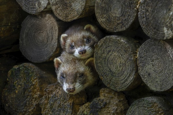 Two European polecats (Mustela putorius) hiding in old wood pile of firewood in forest