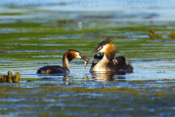Two great crested grebes on the water, one hands a fish to the other, Great crested grebe, (Podiceps Scalloped ribbonfish), with chicks, wildlife, Germany, Europe