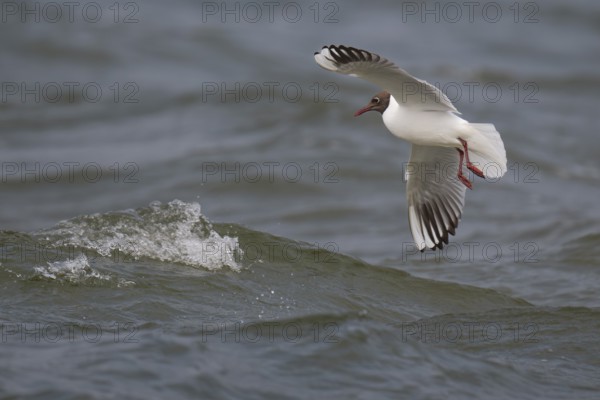 Black-headed gull (Chroicocephalus ridibundus) in summer plumage, flying above the sea surface, looking for small fish, near Hvide Sande, Ringkøbing Fjord, North Sea, Denmark, Europe