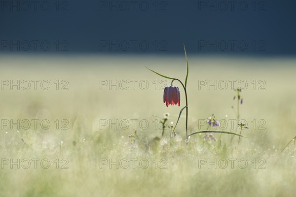 Snake's Head Fritillary or lapwing (Fritillaria meleagris), flower stands on a dewy meadow at dawn, spring, Jossa, Sinntal, Spessart, Hesse, Germany, Europe