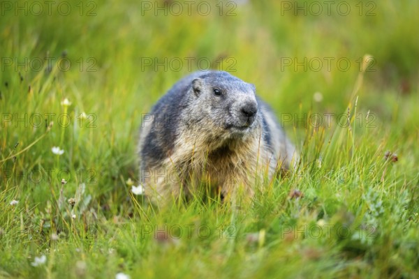 Alpine marmot (Marmota marmota) in autumn, Grossglockner, High Tauern National Park, Austria, Europe