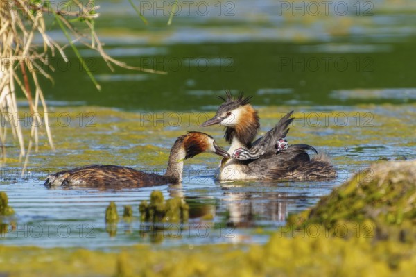 Great crested grebe family with chicks, two adults swimming close to each other, Great crested grebe, (Podiceps Scalloped ribbonfish), with chicks, wildlife, Germany, Europe