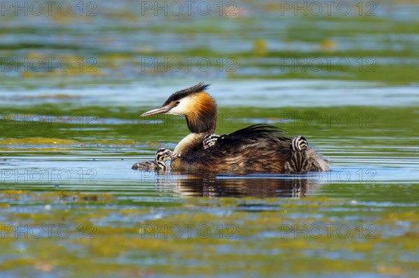 A great crested grebe with chicks on its back swimming in green water, Great crested grebe, (Podiceps Scalloped ribbonfish), with chicks, wildlife, Germany, Europe