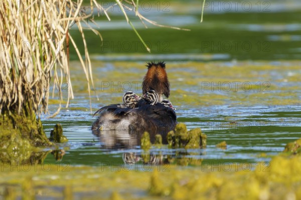 A bird with offspring in the water, surrounded by reeds, the surroundings radiate peace and nature, Great Crested Grebe, (Podiceps Scalloped ribbonfish), with chicks, wildlife, Germany, Europe