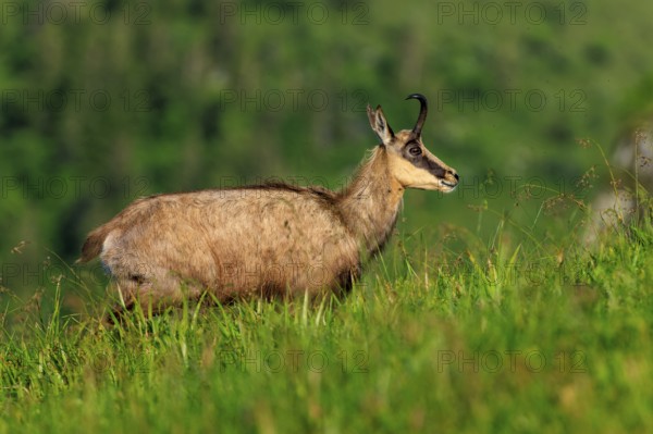 A chamois stands attentively on a green meadow, chamois, chamois, (Rupicapra rupicaprae), wildlife, Vosges, France, Europe