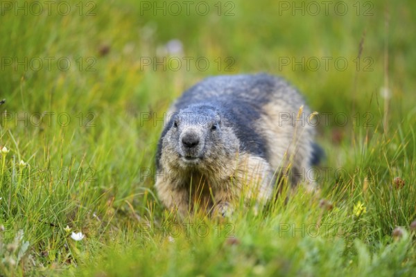 Alpine marmot (Marmota marmota) in autumn, Grossglockner, High Tauern National Park, Austria, Europe