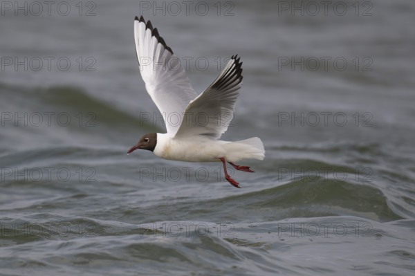 Black-headed gull (Chroicocephalus ridibundus) in summer plumage, flying above the sea surface, looking for small fish, near Hvide Sande, Ringkøbing Fjord, North Sea, Denmark, Europe