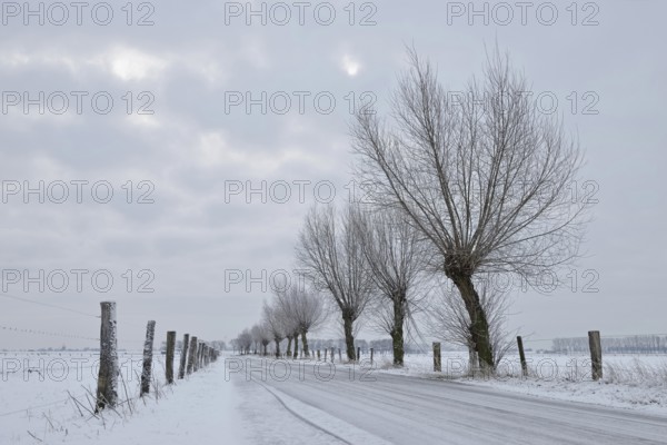 Pollarded trees (Salix sp.) along a small icy road on Bislicher Insel in snow and black ice, slippery roads, typical landscape, Bislicher Insel near Xanten, nationally known nature reserve, Wesel district, Lower Rhine, Rhineland, North Rhine-Westphalia, Germany, Western Europe, Europe