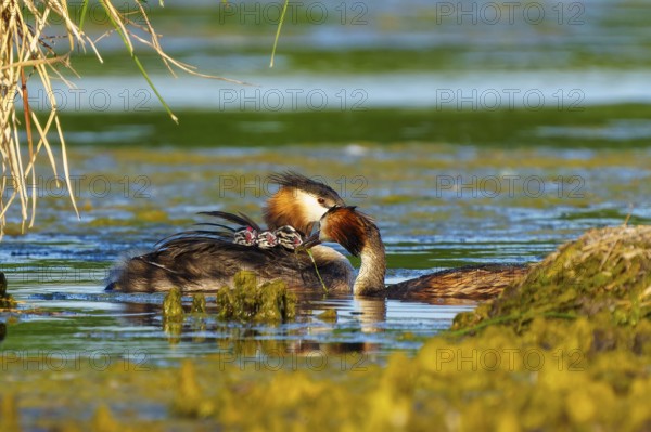 Great Crested Grebe, (Podiceps Scalloped ribbonfish), with chicks, wildlife, Germany, Europe