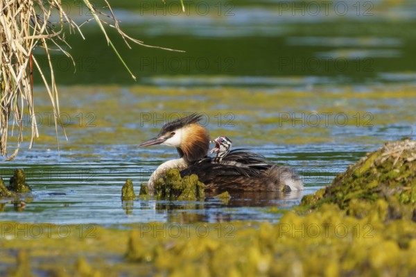 Great Crested Grebe with chicks on its back swimming near a reed bank, Great Crested Grebe, (Podiceps Scalloped ribbonfish), with chicks, wildlife, Germany, Europe