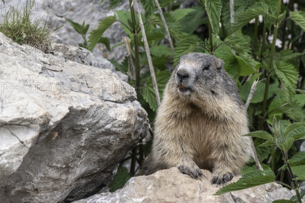 Marmot (Marmota marmota), Monte Baldo, Italy, Europe