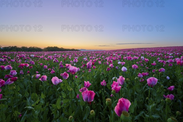 Opium poppy (Papaver somniferum), in the light of sunrise under a clear sky, summer, Germerode, Geo nature park Park Frau-Holle-Land, Hoher Meissner, Hesse, Germany, Europe