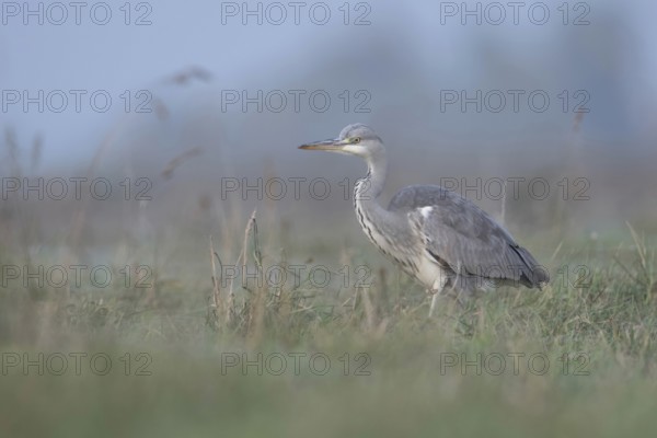 Grey heron (Ardea cinerea) hunting through a high, wet meadow, typical habitat, gentle, soft colours, clear light, native nature, Bislicher Insel, Wesel district, Lower Rhine, North Rhine-Westphalia, Germany, Western Europe, Europe