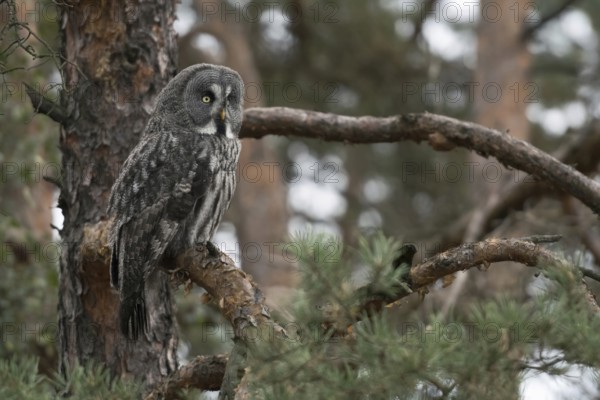 In the pine tree... Bearded Owl (Strix nebulosa) perched in a tree, hunter, hunting, perfect camouflage due to bark-like structured plumage, probably hunting, Scandinavia, Finland, Sweden, Northern Europe, Europe