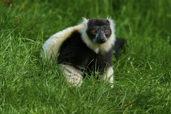 Black-and-white ruffed lemur (Varecia variegata), looking attentively amidst grass, France, Europe