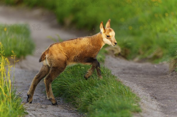 A young fawn on a path between lush, green meadows in spring, chamois, chamois, (Rupicapra rupicaprae), wildlife, Vosges, France, Europe