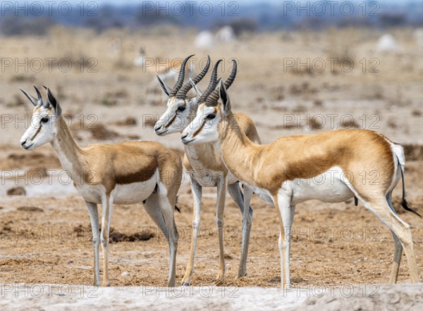 Springbok (Antidorcas marsupialis), three springboks at a waterhole, Nxai Pan National Park, Botswana, Africa