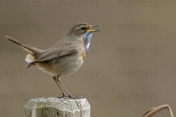 Gifted singer... Bluethroat (Luscinia svecica), rare native, particularly beautiful songbird, ground-nesting bird, tied to wet, open landscapes such as moors, suffers from habitat loss, migratory bird, early returnee, Lower Rhine, North Rhine-Westphalia, Germany, Europe