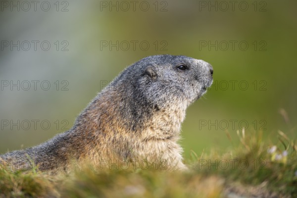 Alpine marmot (Marmota marmota) in autumn, Grossglockner, High Tauern National Park, Austria, Europe