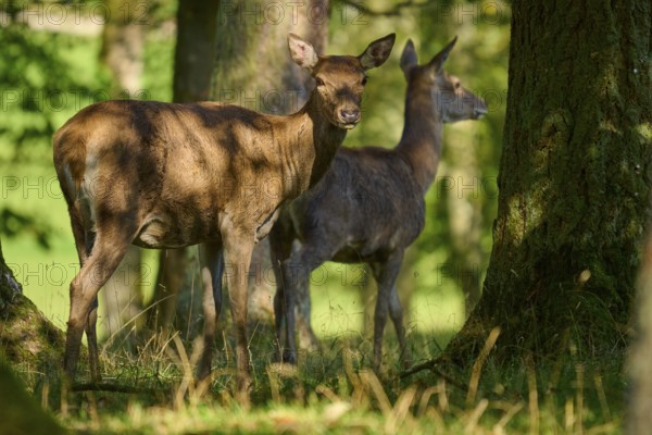Red deer (Cervus elaphus), two hinds standing in the shade of large trees in a quiet forest, Germany, Europe
