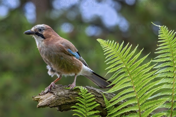 Eurasian jay, European jay (Garrulus glandarius, Corvus glandarius) perched on tree branch with ferns in forest