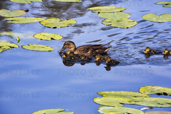 Mallard duck with chicks, swimming on a pond, lily pads, Dune Island, Heligoland, Schleswig-Holstein, Germany, Europe