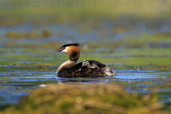 A great crested grebe in relaxed surroundings on a green lake, Great crested grebe, (Podiceps Scalloped ribbonfish), with chicks, wildlife, Germany, Europe