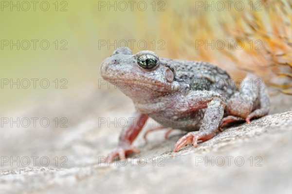 Predominantly nocturnal... Northern midwife toad (Alytes obstetricans) perfectly camouflaged, adapted to the environment, in a quarry, frontal, lateral view, very detailed, clear, colourful photo, rare toad species in Germany, Sauerland, North Rhine-Westphalia, Germany, Western Europe, Europe