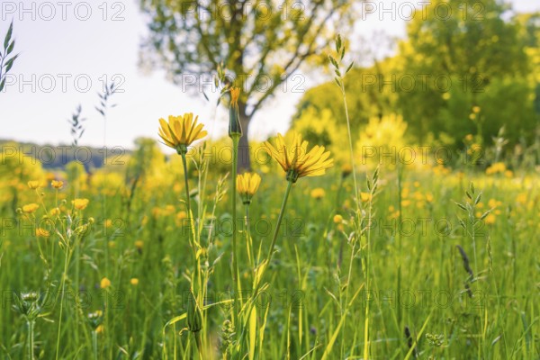 Yellow flowers on a sunny meadow under trees, Gechingen, Hecken and Gäu region, district of Calw, Germany, Europe